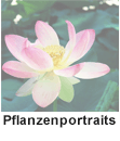 Pflanzenportraits